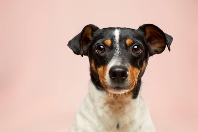 How to Create a Calming Crate Environment for Anxious Dogs